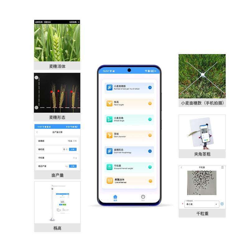 Wheat phenotypic analysis system